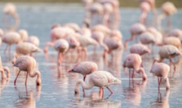 Рекорден брой розово фламинго у нас (СНИМКИ)